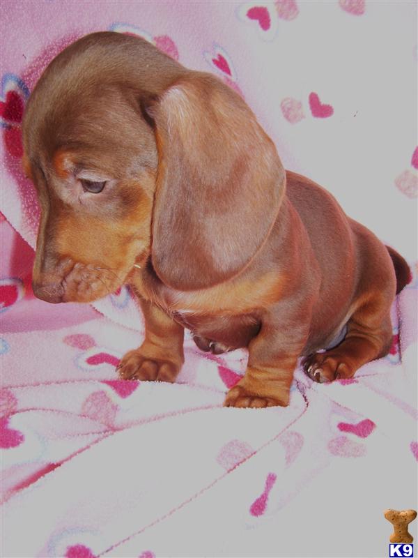 Dachshund Puppies