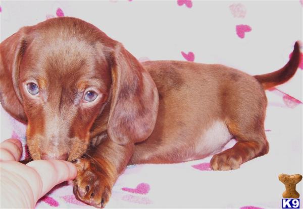 Dachshund Puppies