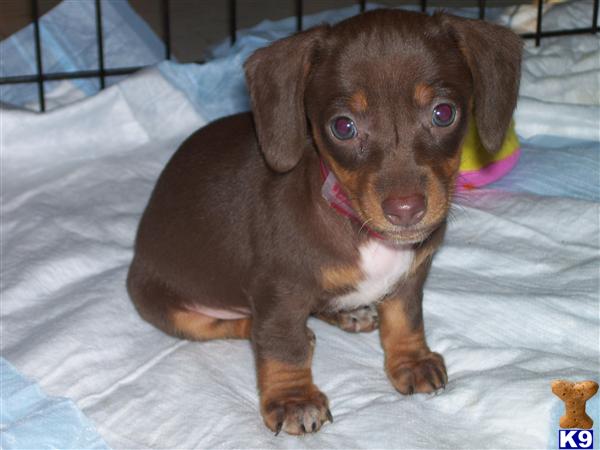 Dachshund Puppies