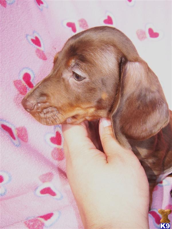 Dachshund Puppies