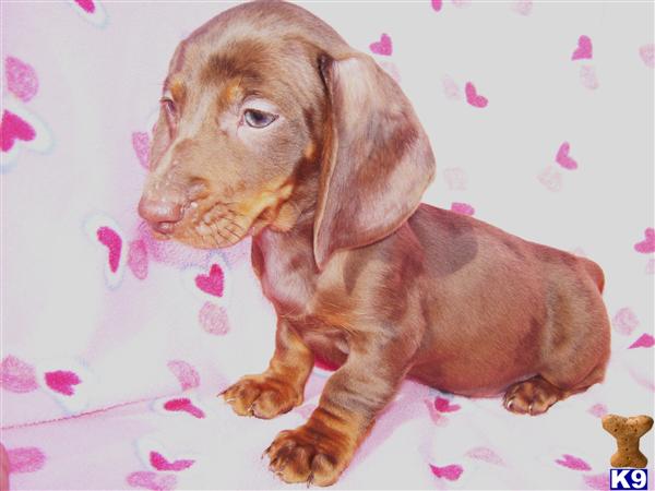 Dachshund Puppies