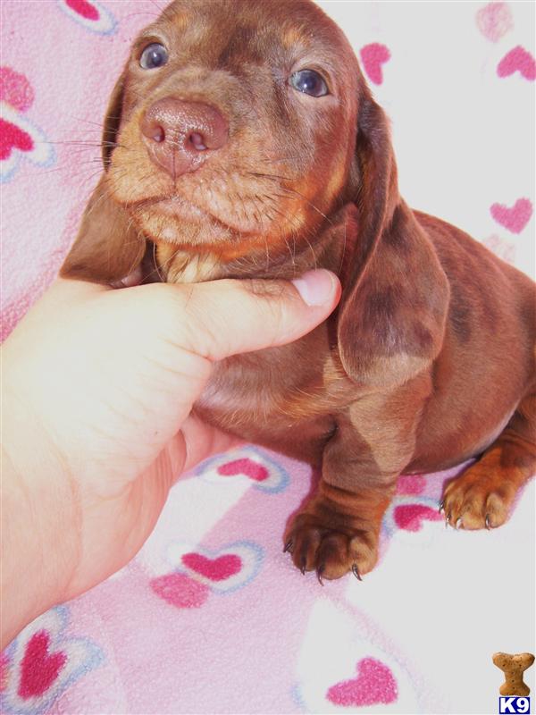 Dachshund Puppies