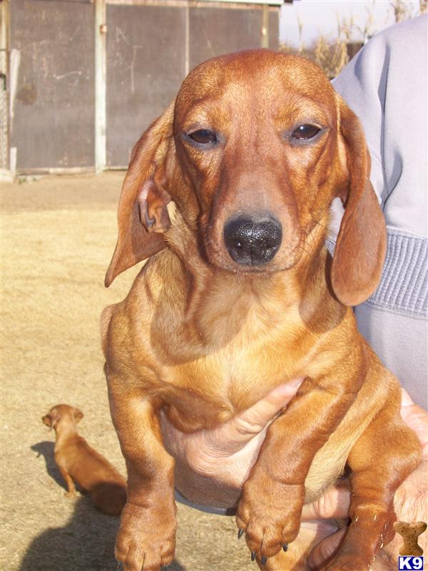 Dachshund Puppies