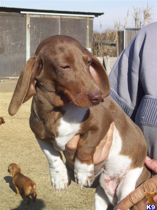 Dachshund Puppies