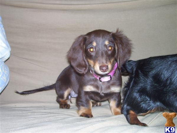 Dachshund Puppies