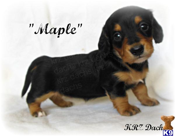 dachshund puppies california document moved dachshund puppies california document moved