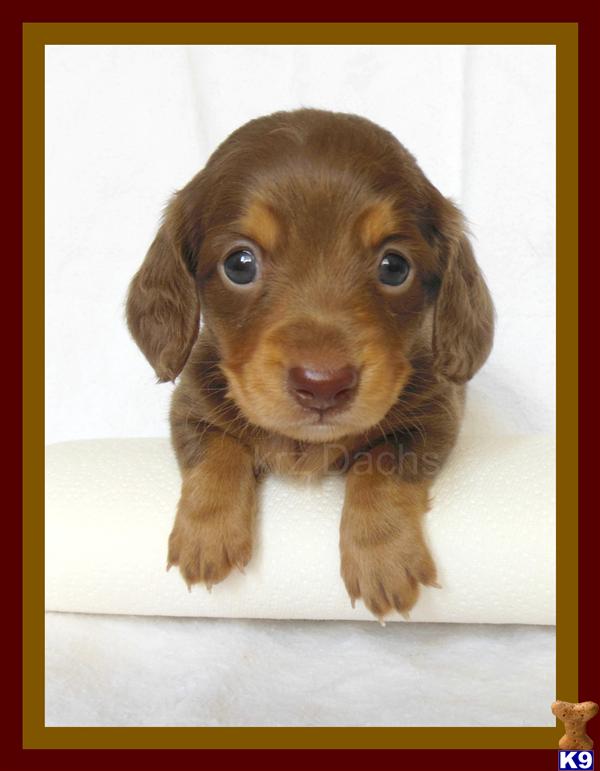 dachshund puppies california document moved dachshund puppies california document moved