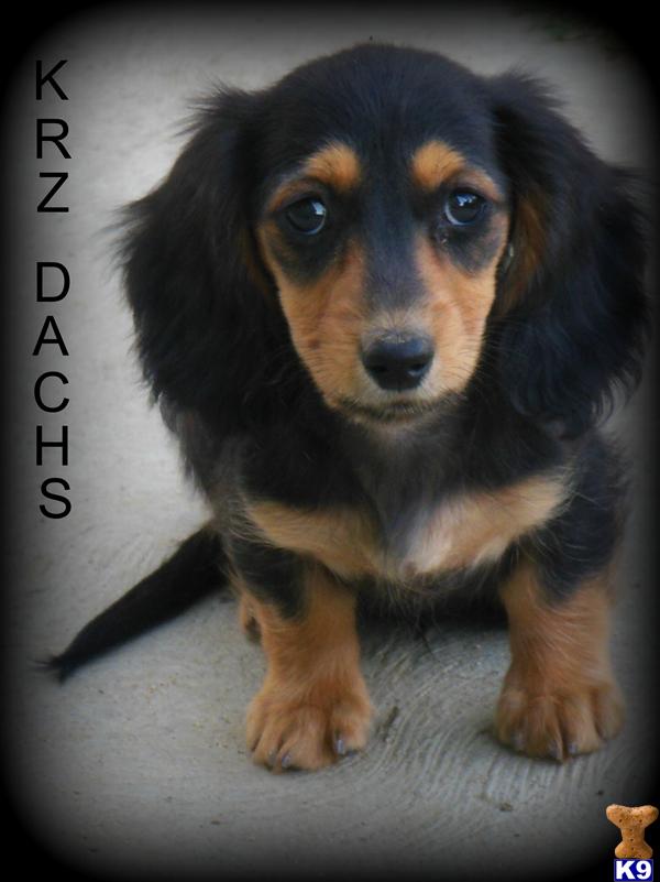 dachshund puppies california document moved dachshund puppies california document moved