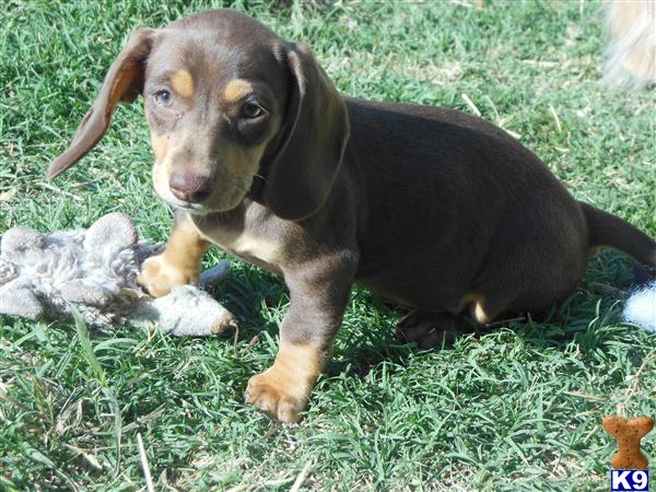 dachshund puppies california document moved dachshund puppies california document moved