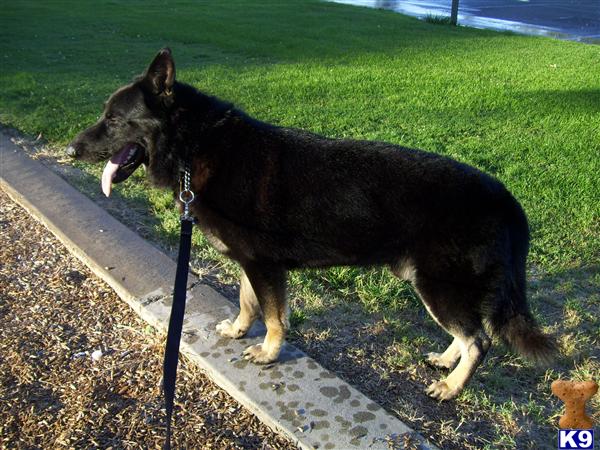 Stud Dog