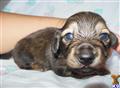 Dachshund
