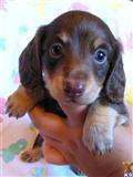 Dachshund