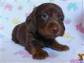 Dachshund