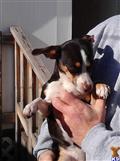 Rat Terrier