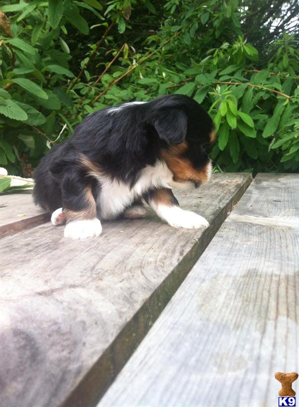 shih tzu puppies for sale in bellingham wa shih tzu puppy for sale three colored shih tzu puppy 4 years shih tzu puppies for sale in bellingham wa shih tzu puppy for sale three colored shih tzu puppy 4 years