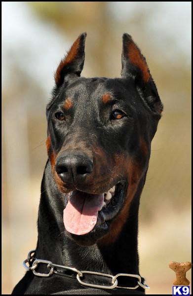 Stud Dogs - Doberman Pinscher