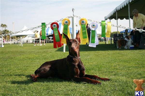 Doberman Pinscher Puppies