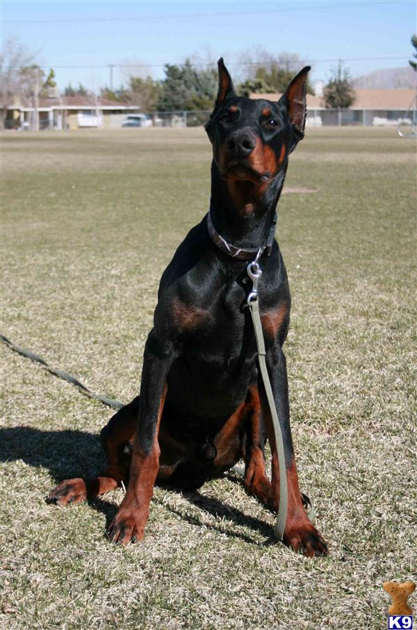 Doberman Pinscher Puppies in CA