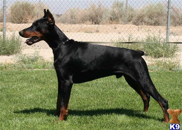 puppies for sale in visalia ca document moved puppies for sale in visalia ca document moved