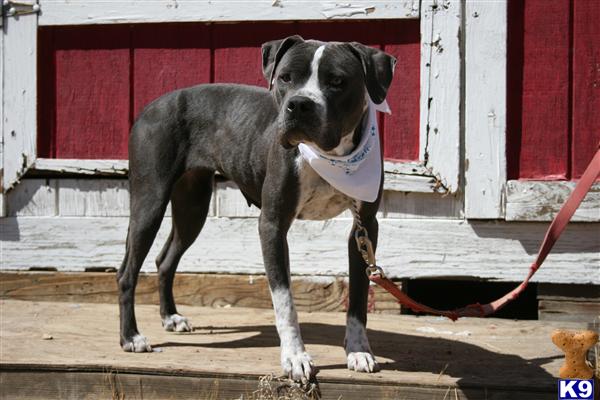 Rescue Dogs