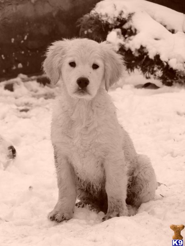 English Golden Retriever Puppies For Sale In Nc