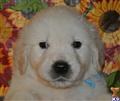 Dogs for Sale