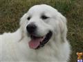 Stud Dog