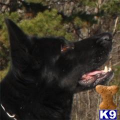 Puppies in Spokane