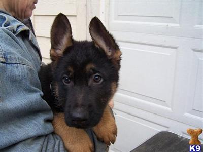 Puppies in WA