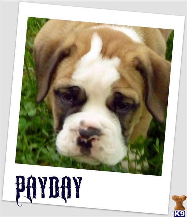 Puppies in New lenox