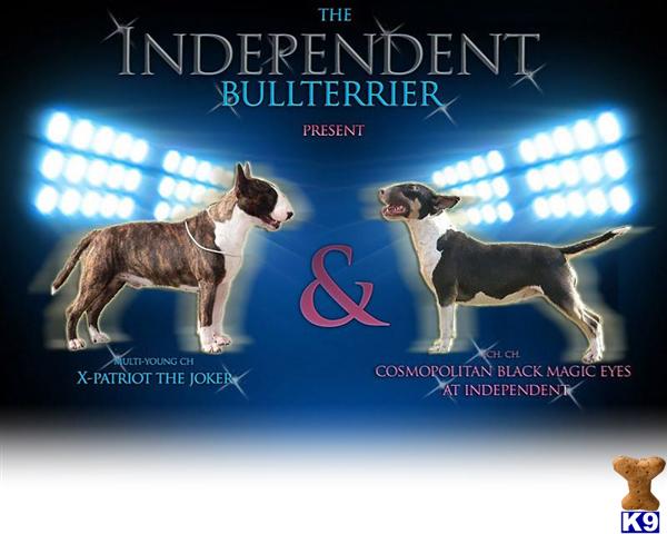 Bull Terrier Puppies
