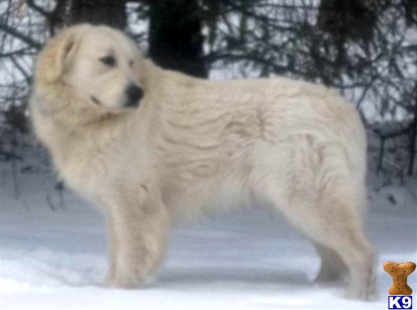 Stud Dogs in MI
