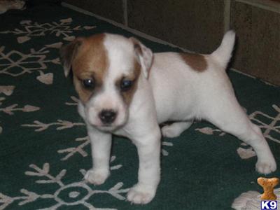 Puppies in Chino hills