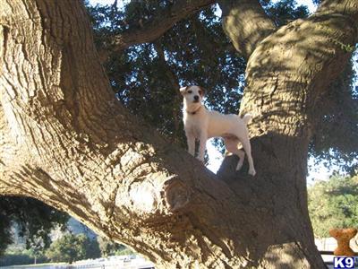 Puppies in Chino hills