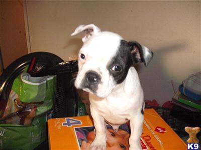 Boston Terrier Puppies in TX