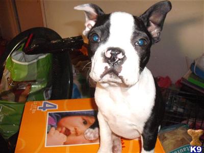 Boston Terrier Puppies in TX