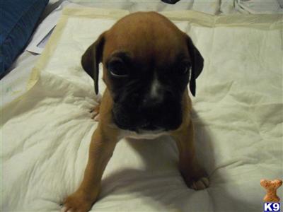 Boxer Puppies in TX