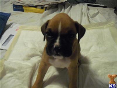 Boxer Puppies in TX