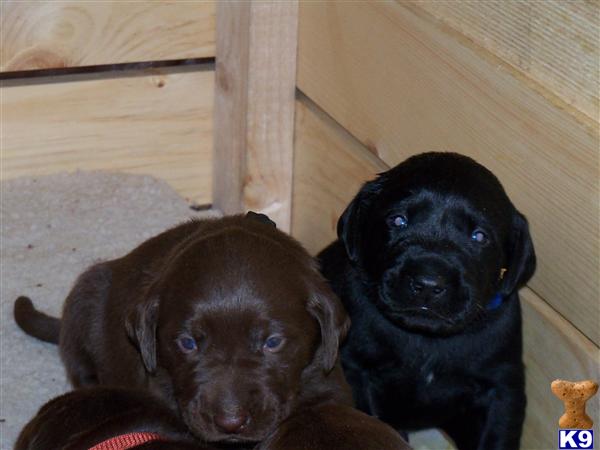 Puppies in NH