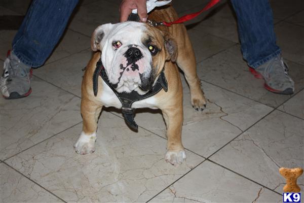Stud Dogs - English Bulldog