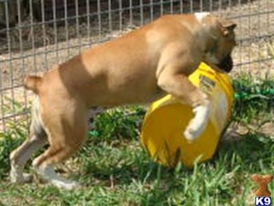 Dogs for Sale in IA