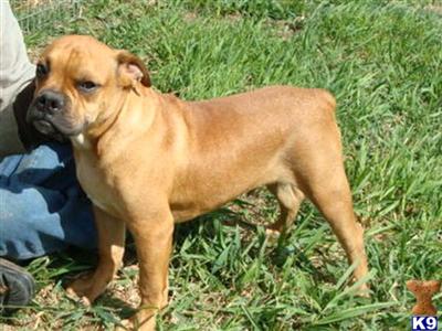 Dogs for Sale in IA