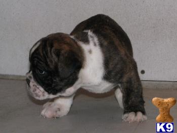 Old English Bulldog Puppies for Sale
