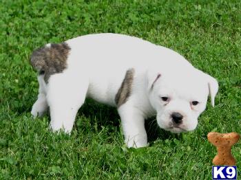 Old English Bulldog Puppies for Sale