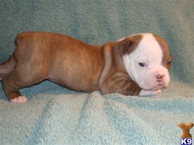 Old English Bulldog Puppies for Sale
