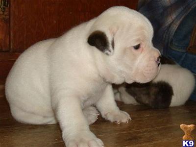 Puppies in IA