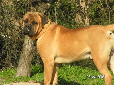 Dogs for Sale in AL golden retriever puppies for sale in alabama. Dogs for Sale in AL