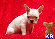 Puppies in MA