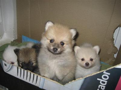 Puppies in CT