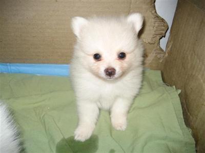 Puppies in CT